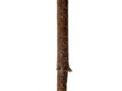  Cane Auction January 19th thru February 10th  - 24_1.jpg